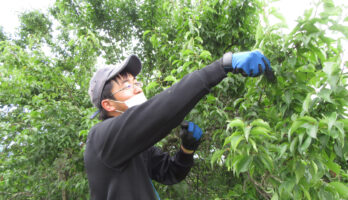 古澤酒造梅畑で従業員一同白加賀梅の収穫を行いました