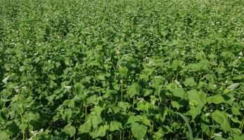 蕎麦の花が咲き始めました