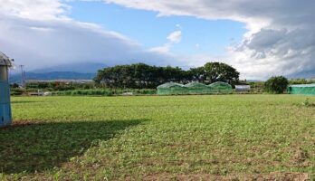 そば焼酎の原料のそばを植えました