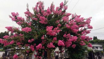 我が家の菩提寺の百日紅が咲きだした
