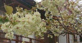 寒河江八幡宮の花はまだまだ咲いています