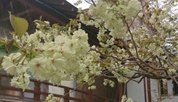 寒河江八幡宮の花はまだまだ咲いています