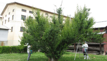 古澤酒造、自社梅畑で白加賀梅の収穫を丁寧に行いました。