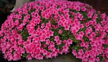 古澤酒造資料館の庭のさつきが満開です。