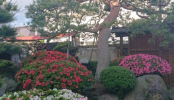 古澤酒造の庭のさつきが咲き始めました