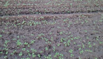 蕎麦「出羽かおり」の芽が出て来ました。