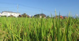 いよいよ山形県産米の収穫期を迎えます！