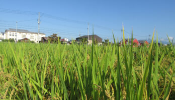 いよいよ山形県産米の収穫期を迎えます！