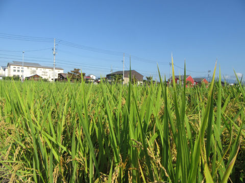 米収穫期