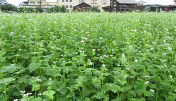 蕎麦の花「出羽かおり」が満開です！