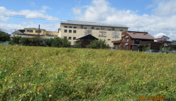 明日10月9日は蕎麦刈りです！in 古澤酒造蕎麦畑