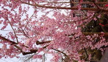 今寒河江は花盛り、桜が咲き乱れています