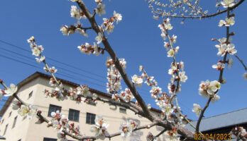 弊社の梅畑の白加賀梅の花が満開です！