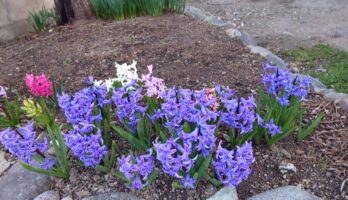 寒河江の花々が咲きだしました