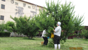 古澤酒造梅畑で白加賀梅の収穫を社員一同で行いました!!