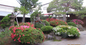古澤酒造の庭のさつきが今年も綺麗に咲いています！