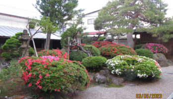 古澤酒造の庭のさつきが今年も綺麗に咲いています！