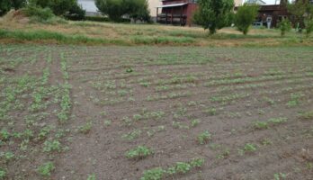 酷暑の中、蕎麦「出羽かおり」の芽が出てきました！