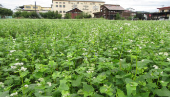 古澤酒造蕎麦畑の蕎麦の花が満開です！