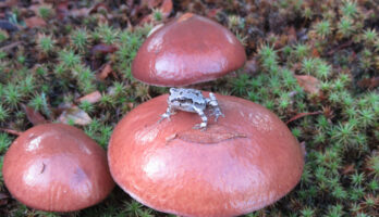 秋の彩り、古澤酒造資料館の庭です！