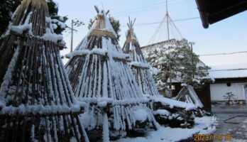 雪囲いをしてすぐに冬が来ました