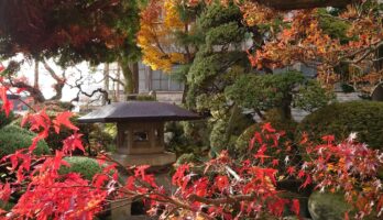 古澤酒造の12月の庭です。