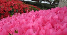 古澤酒造資料館の庭のさつきが満開に咲いております！