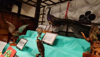 古澤酒造資料館では「夏休みこども企画 古澤家に伝わるはくせい展」開催中です。