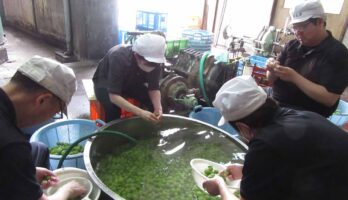 半夏生、梅の季節です!!