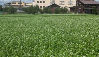 山形のそば畑が満開！今年のそば焼酎に期待が高まります